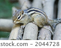 花栗鼠 2044728