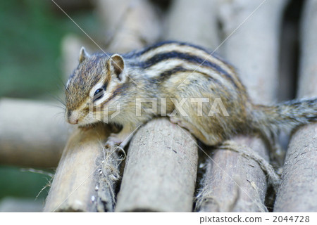 花栗鼠 花栗鼠 2044728