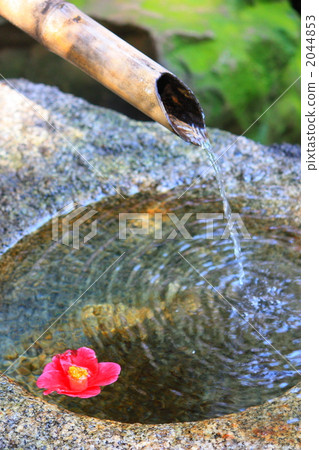 漂浮在水面上的單環山茶花 2044853