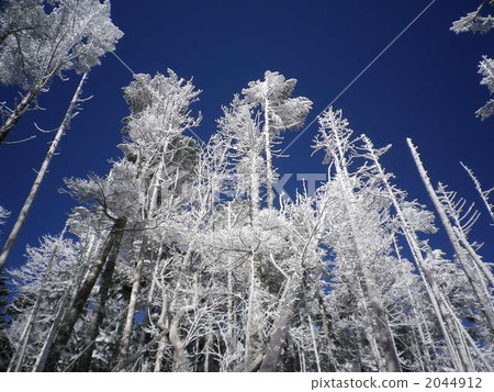 寒冬 冬天景色 覆有霜的樹 2044912