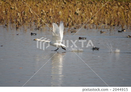 天鵝飛出去 2044915