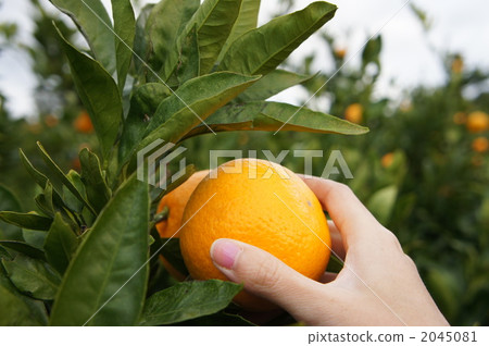橘子狩獵 2045081