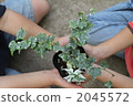 室內盆栽 觀葉植物 生態學 2045572