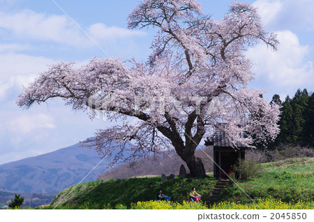 Ozawa's cherry tree 2045850