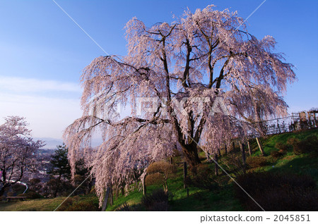 華陽櫻花 華陽櫻花 2045851