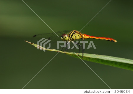 Male of Shimea 2046084