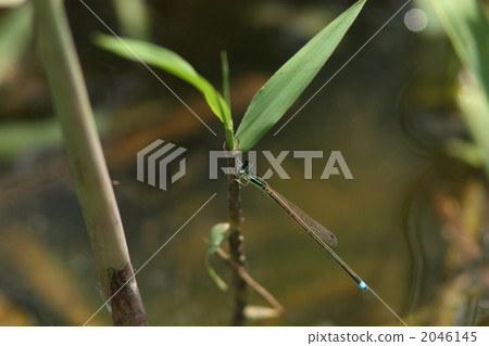Male of Asia Ittombo 2046145