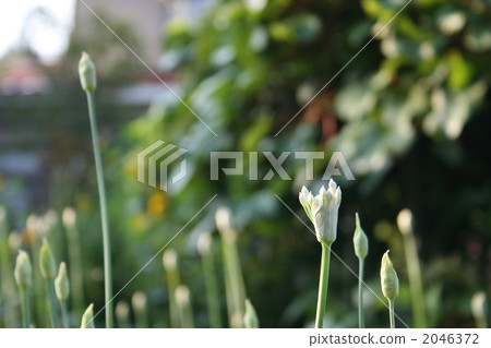 Nigara的萌芽 2046372