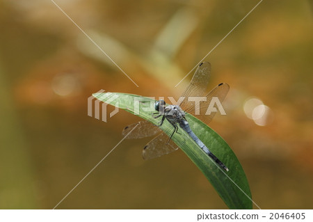 Shiokaratombo的男性 Shiokaratombo的男性 2046405