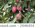 Ikuko（Mube） 2046454