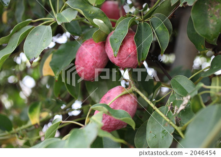 Ikuko (Mube) Ikuko (Mube) 2046454