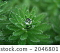 Dew ball 2046801