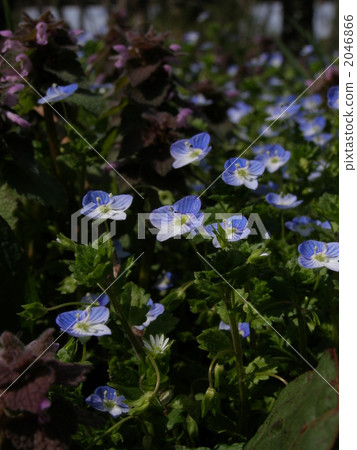 Persian speedwell 2046866