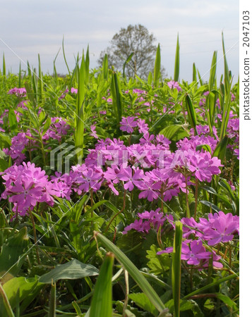 Primula Tashima gorge 2047103