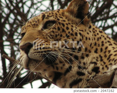 The leopard 2 found 2047282