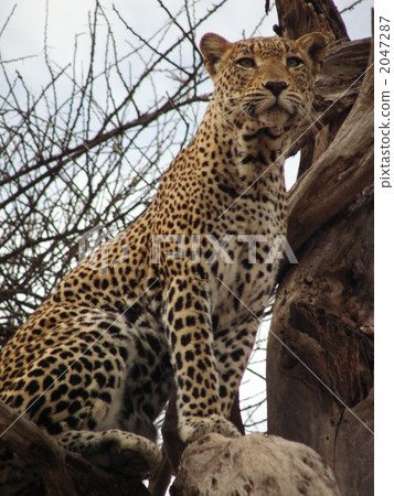 豹5找到了 2047287