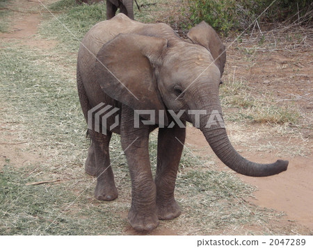 桑布魯國家級自然保護區的小象 2047289