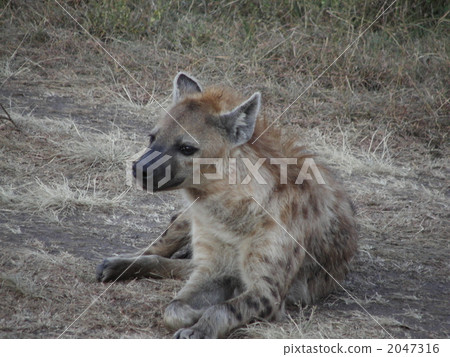 馬拉奇的高端 馬拉奇的高端 2047316