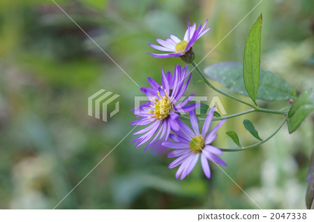 紫色nookagiku花 2047338