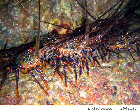 Akaya shrimp living in the shrimp apartment of Ogasawara Akaya shrimp living in the shrimp apartment of Ogasawara 2048155
