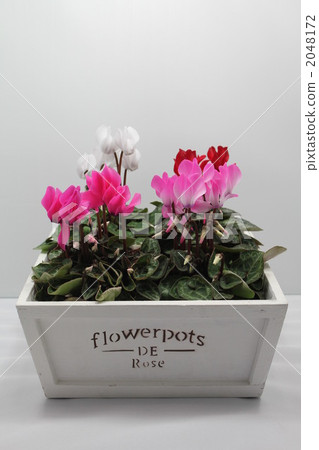 迷你仙客來木盒裝4碗 2048172