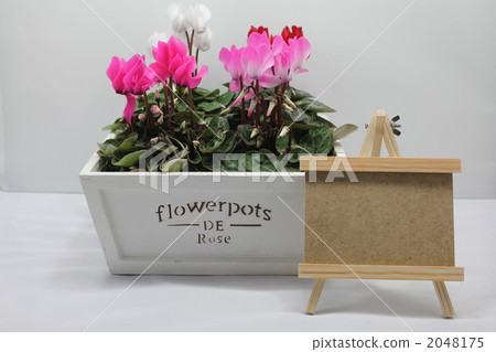 迷你仙客來木盒裝 2048175