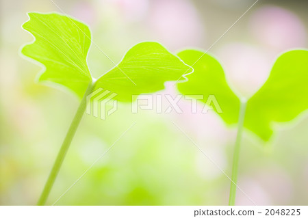 hoya kerrii, bud, seed leaf 2048225