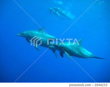 Minami hand dolphin Minami hand dolphin 2048253