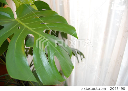 Monstera 2048490
