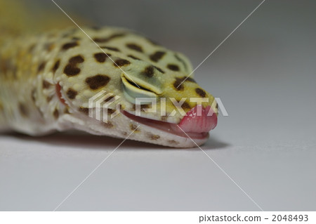 Libre notes of lizards lizard Libre notes of lizards lizard 2048493