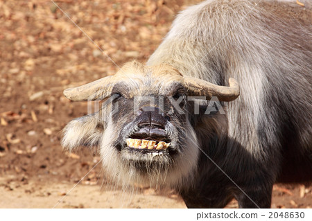 水牛正面 2048630