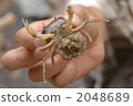 crab, crabs, egg 2048689