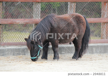 Pony 2048811