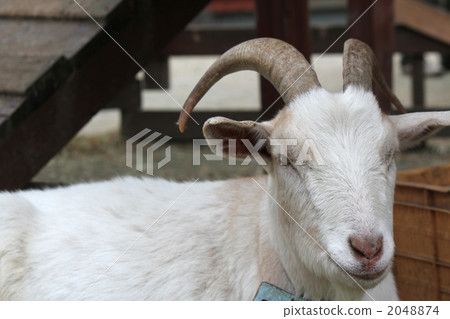 山羊 2048874