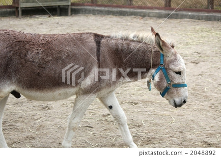 Donkey 2048892