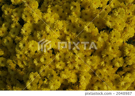 chrysanthemum, chrysanth, full bloom 2048987