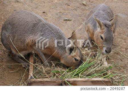 Malla of the guinea pig 2049287