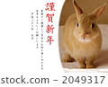 Netherland Dwarf child Rabbit painting touch wind 2049317