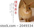 Child rabbits 2011 2049334