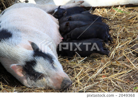 Breastfeeding pig Breastfeeding pig 2049368