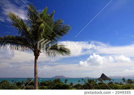 棕櫚樹和中國男士的帽子 2049385