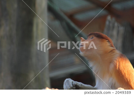 長鼻猴 仰視 仰望 2049389