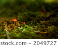 蘑菇在森林裡 2049727