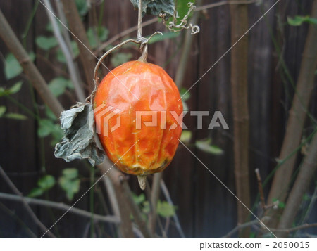 Red fruits of cassari 2050015