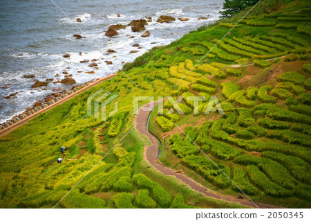 Suzu rice terrace Suzu rice terrace 2050345