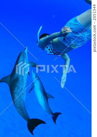 Dolphins and skin divers 2051344