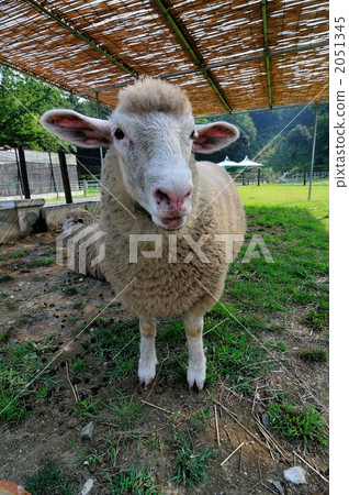 A sheep A sheep 2051345