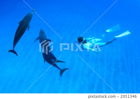 Dolphins and skin divers Dolphins and skin divers 2051346
