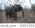 African elephant during a meal African elephant during a meal 2051354