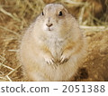 囓齒類的 陸生動物 北美的草原土撥鼠 2051388